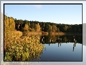 Jezioro, Odbicie, Las, Szuwary