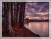 Jezioro, Jesień, Lasy, Drzewa
