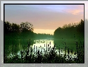 Jezioro, Drzewa, Mgła, Szuwary