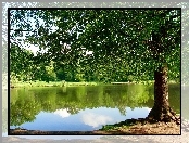Park, Jezioro, Drzewa