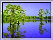 Spokojne, Jezioro, Drzewa