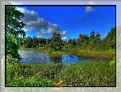 Jezioro, Lato, Szuwary, Las