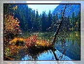 Jezioro, Las, Uschnięte, Drzewo