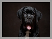 Język, Czarny, Pies, Szczeniak, Cane Corso