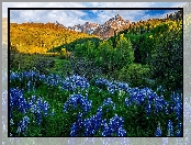 Góry, Łąka, Mount Sneffels, Stany Zjednoczone, Drzewa, Łubin, San Juan Mountains, Kolorado