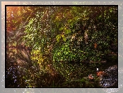Krzewy, Park Narodowy Masoala, Madagaskar, Kaczuszki afrykańskie, Staw, Kaczki