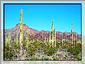 Kaktus, Arizona