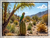 Zielona, Kaktus, Rośliny, Papuga, Kamienie