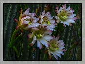 Kaktusy, Kwiaty