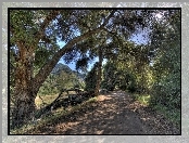 Kalifornia, Droga, Góry, Las, Malibu