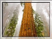Park Narodowy Sekwoi, Drzewo, Sekwoja, Stany Zjednoczone, Mgła, Stan Kalifornia