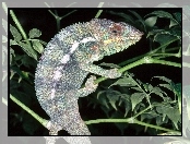 Kameleon