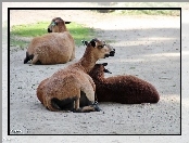 Owce Kameruńskie, Zoo