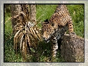Jaguar, Kamień, Polowanie