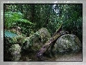 Kamienie, Park Narodowy, Daintree, Australia, Drzewa