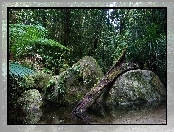 Kamienie, Park Narodowy, Daintree, Australia, Drzewa