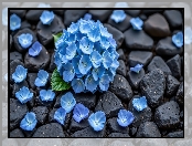 Czarne, Kwiaty, Płatki, Kamienie, Hortensja, Niebieskie