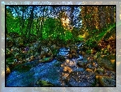 Rzeka, Kamienie, Las