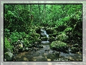 Wodospad, Kamienie, Las
