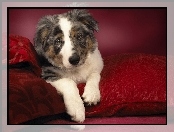 Owczarek australijski-australian shepherd