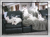 sześć, kanapa, West Highland White Terrier, czarna