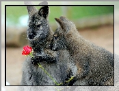 Kangury, Kwiatek