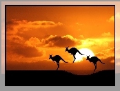 Kangury, Skoki, Zachód, Słońca