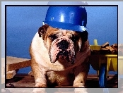 Pies, Kask, Budowniczy
