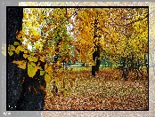 Kasztanowiec, Park, Jesień, Drzewa, Pień