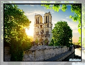 Katedra Notre Dame, Francja, Drzewa, Paryż