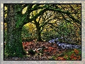 Killarney, Narodowy, Irlandia, Kamienie, Park, Rzeczka