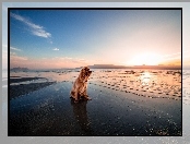 Cavalier King Charles spaniel, Morze, Wschód słońca