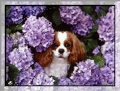 King Charles Spaniel, fioletowe, kwiatki