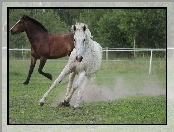 Klacz, Pastwisko, Siwa, Galop