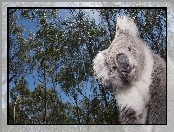 Miś, Koala, Drzewa