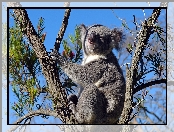 Miś, Koala, Drzewo