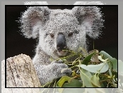 Miś, Koala, Liście