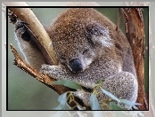 Śpiący, Koala, Drzewo