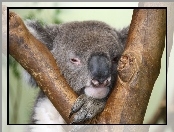Koala, Sen