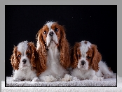 Ciemne tło, Cavalier king charles spaniel, Szczenięta, Suczka, Koc