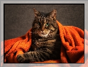 Pomarańczowy, Bury, Oczy, Koc, Zielone, Kot