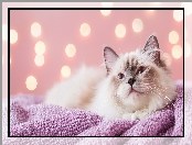 Kot, Koc, Różowy, Ragdoll, Grafika