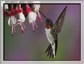 Koliber, Kwiaty