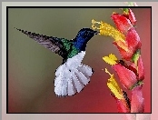 Koliber, Grafika, Skrzydła, Kwiat