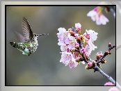 Koliberek, Owocowe, Kwitnące, Drzewo