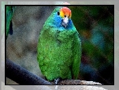 Kolorowa, Papuga