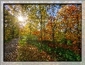 Kolorowe, Jesień, Park, Słońce, Alejka, Drzewa