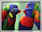 Cztery, Papugi, Kolorowe