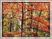 Kolorowe, Las, Jesień, Drzewa, Liście