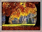 Jesień, Kolorowe, Drzewa